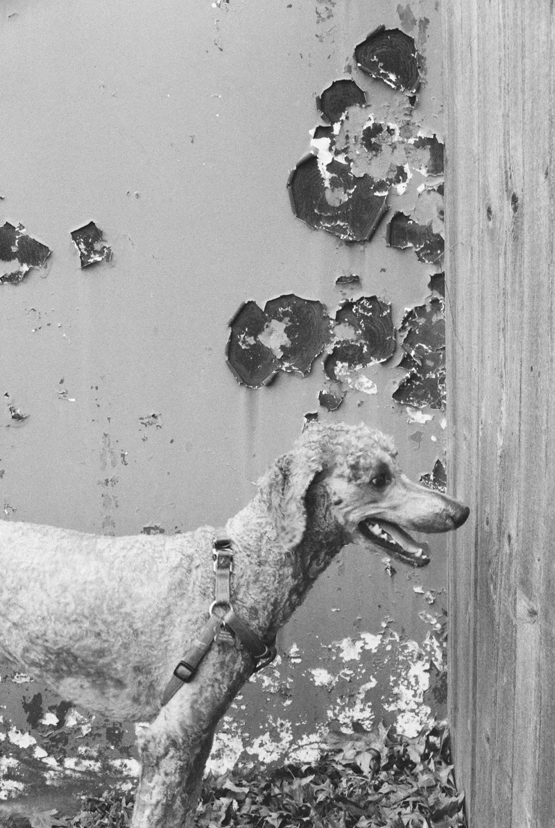 Witness to Decay