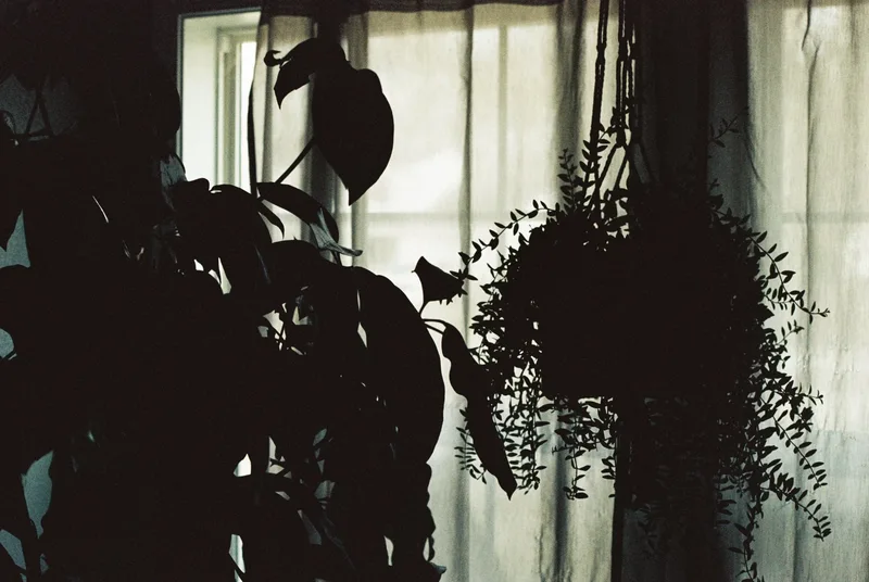 Interior Light, Silhouetted Growth
